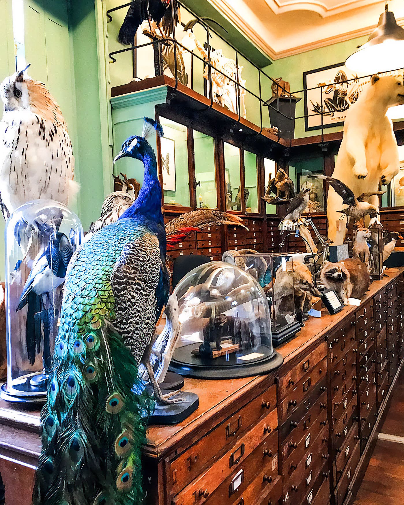 Curiosa // The Grand Immersive Cabinet of Curiosities